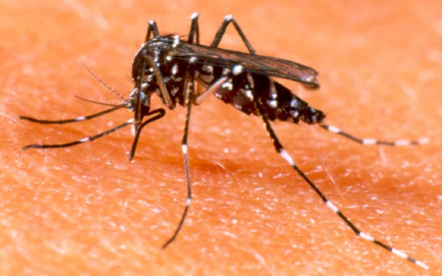 OAB Barro Preto - Repelente de insetos pode ser obrigatório nas cestas básicas para prevenir dengue, zika e chikungunya