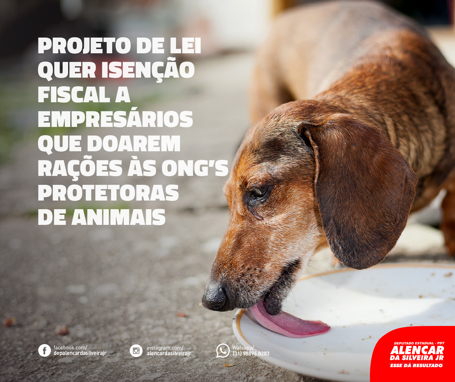 Deputado Alencar da Silveira Jr - Deputado Alencar protocola PL que visa isenção fiscal para doadores de ração à animais de pequeno porte; entenda